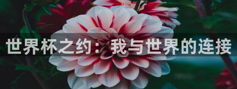 世界杯预选赛赛程：世界杯之约：我与世界的连接